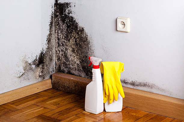  Robbins, NC Mold Removal Pros