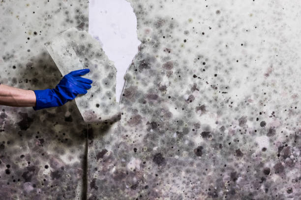 Best Insurance-Related Mold Remediation in Robbins, NC